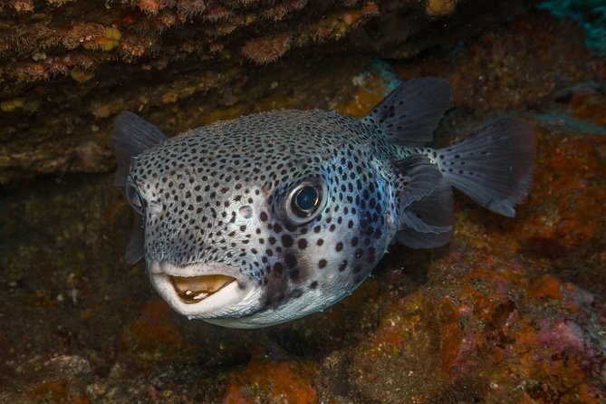 2 Dives, Certified Divers - Tenerife - Key highlights worth caring about