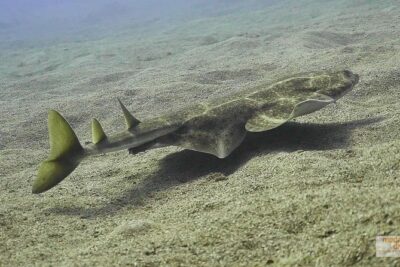 2 Dives, Certified Divers - Tenerife - Two underwater sessions off the south-east coast: the smart format