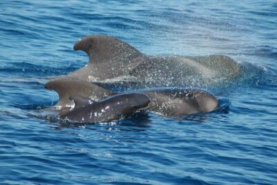 2 hour trip to see whales dolphins puerto colon adeje - What you’re really going for: calderones, whales, dolphins, turtles