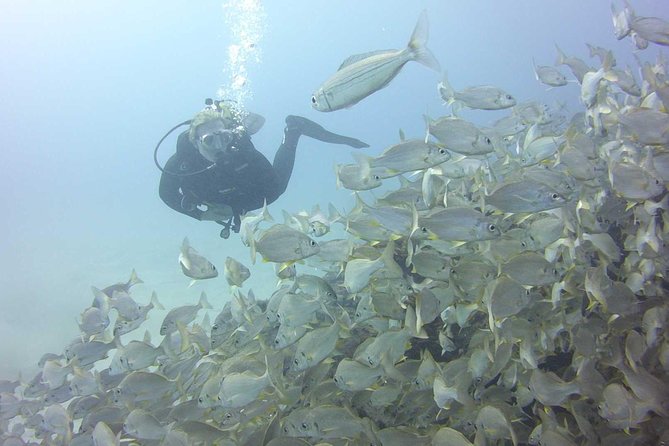 2x diving package, on request including refreshment - Ocean Trek’s Two-Session Scuba Day: A Practical, Local Plan