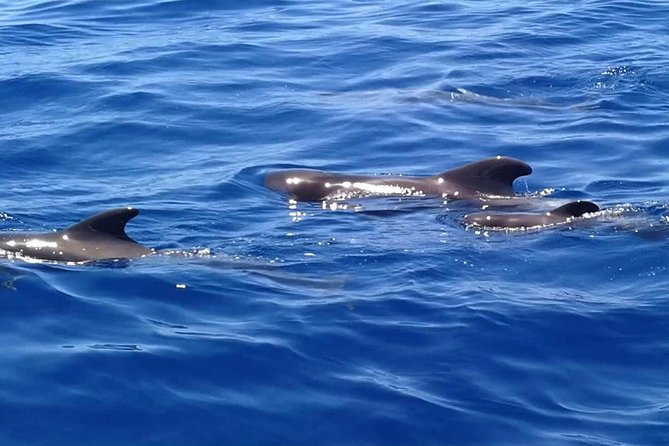 3-Hour Boat Trip from Costa Adeje in Tenerife - Captain Felix Palmero and What Local Sailing Adds