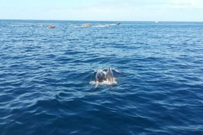 3-Hour Boat Trip from Costa Adeje in Tenerife - On the Water: What You’re Actually Doing for Those 3 Hours