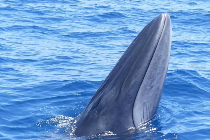 3-Hour Private Tour with Whale and Dolphin Watching - Whale and Dolphin Watching Without the Crowd Energy