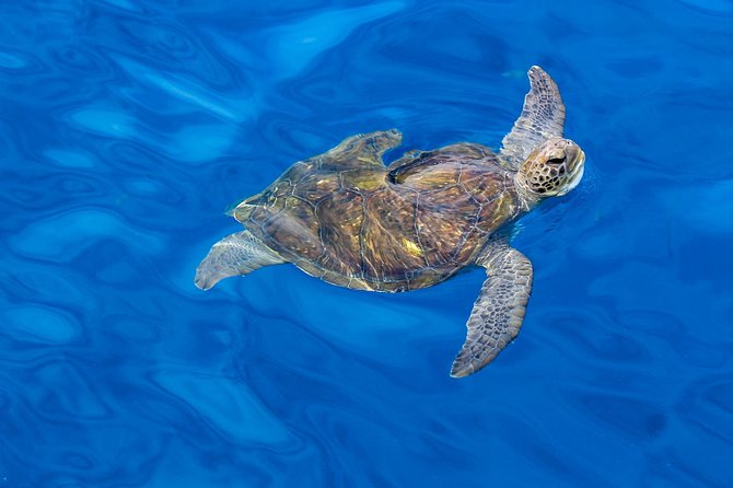 3 Hours All Inclusive Whale and Dolphin Whatching Yacht Trip - Swimming and snorkeling time: what’s included and how to plan