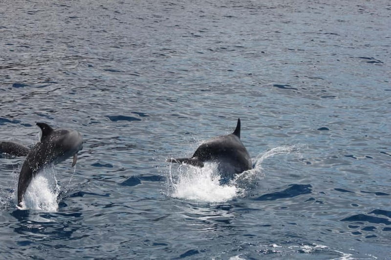 3H Shared Barrier-Free Cruise with Turtles Dolphins & Whales - Wildlife watching time: what you’re looking for on the Tenerife coast