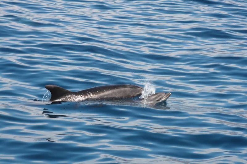 3H Shared Barrier-Free Cruise with Turtles Dolphins & Whales - Your 3-hour flow: from BAT4ALL to Los Cristianos and back