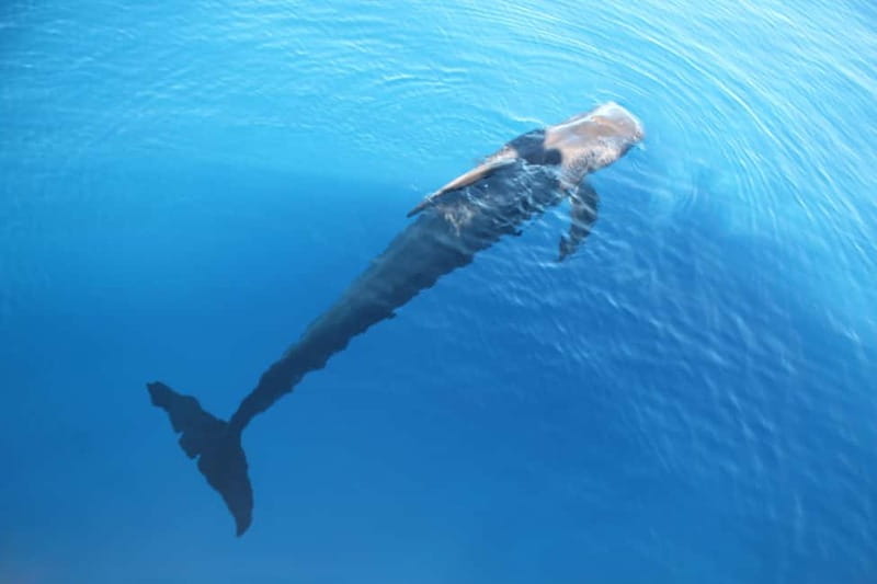 3H Shared Barrier-Free Cruise with Turtles Dolphins & Whales - Snorkeling and swimming: optional, supported, and tied to real comfort