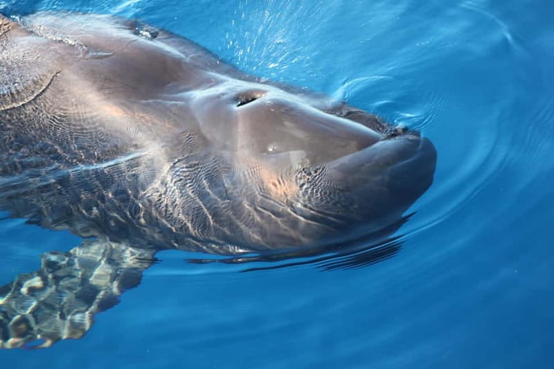 3H Shared Barrier-Free Cruise with Turtles Dolphins & Whales - The boat setup: what to know about ramps, space, and sea-entry