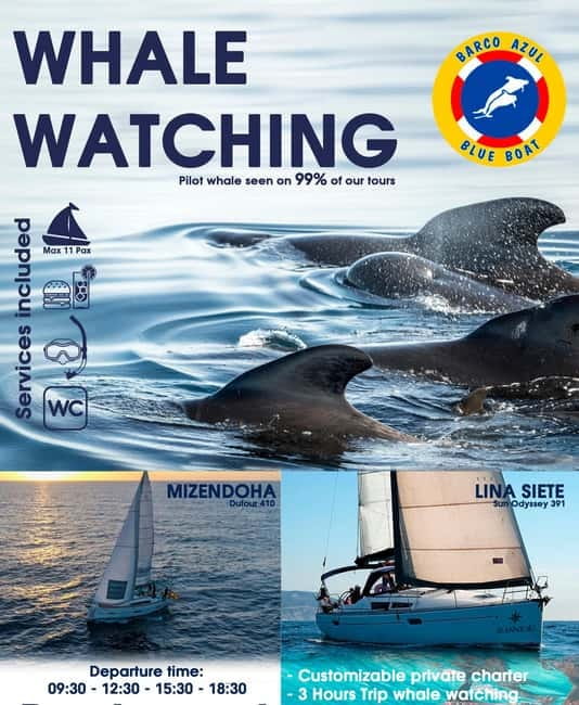 3h Whale watching Share Tour Costa Adeje Lina7 Mizendoha - Costa Adeje Sailing Time: What the “Cruise” Part Gives You