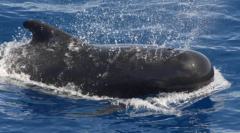 3h Whale watching Share Tour Costa Adeje Lina7 Mizendoha - On-Board Comfort Details That Make a 3-Hour Trip Easier
