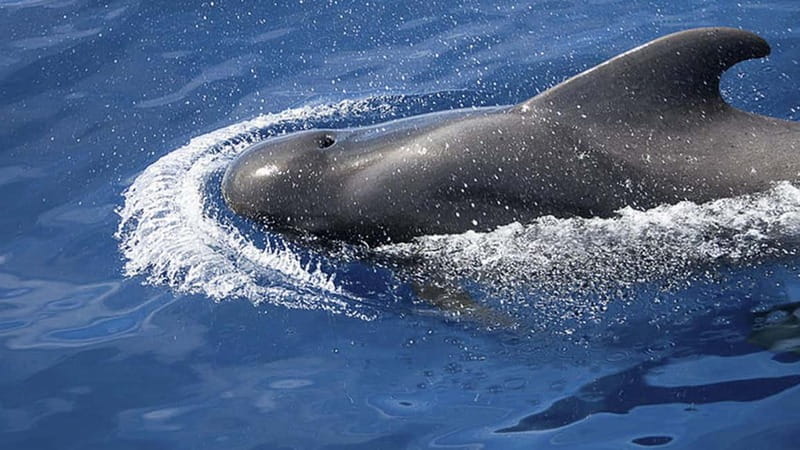 3h Whale watching Share Tour Costa Adeje Lina7 Mizendoha - Snacks and Drinks Included: A Simple Win