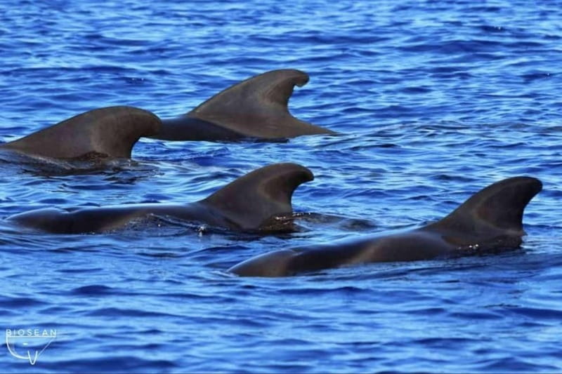 3h Whale watching Share Tour Costa Adeje Lina7 Mizendoha - Dolphins, Whales, and How to Use the Short Viewing Time