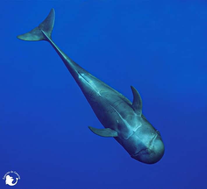 3h Whale watching Share Tour Costa Adeje Lina7 Mizendoha - Price and Value: Is $65 Worth It?