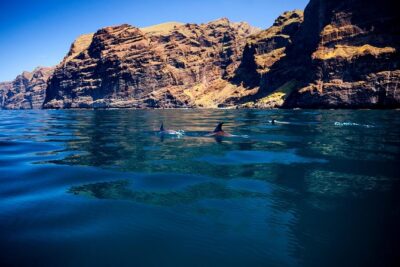 5 hr watching and listening whales and dolps. Visit Los Gigantes - How the boat time works (five hours that don’t feel wasted)
