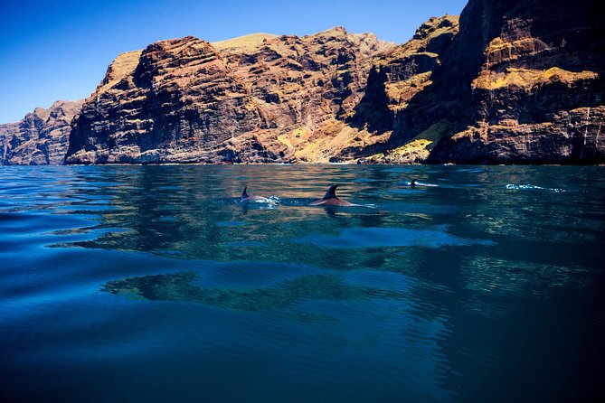 5 hr watching and listening whales and dolps. Visit Los Gigantes - How the boat time works (five hours that don’t feel wasted)