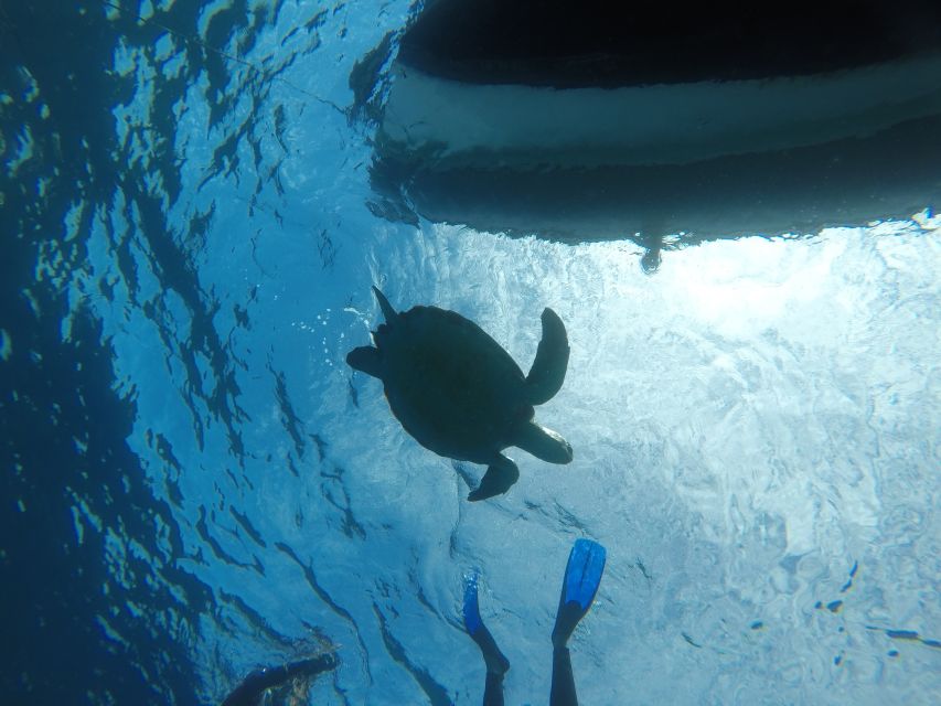 Abades: Tenerife Turtles and Rays Snorkeling Trip - Key things that make this trip worth your time