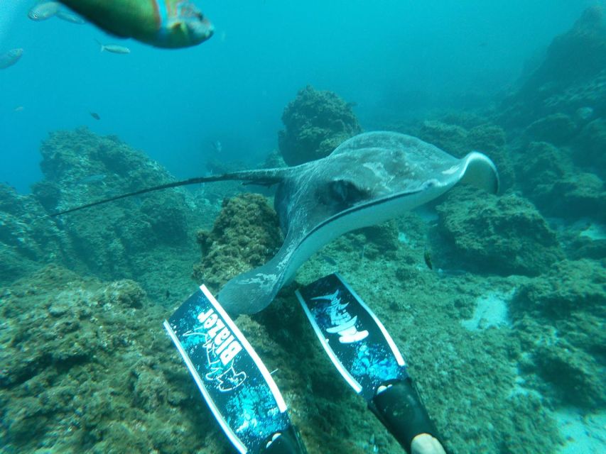 Abades: Tenerife Turtles and Rays Snorkeling Trip - Who should book this snorkeling trip