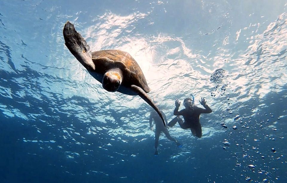 Abades: Tenerife Turtles and Rays Snorkeling Trip - How the 90 minutes with turtles and rays actually plays out