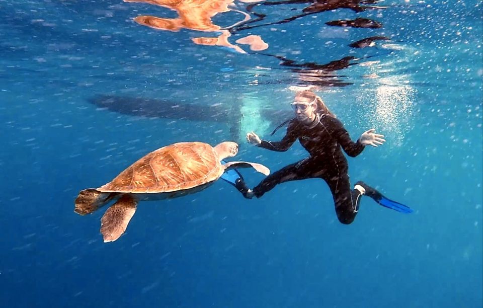 Abades: Tenerife Turtles and Rays Snorkeling Trip - Your guide: marine biologist + hands-on support