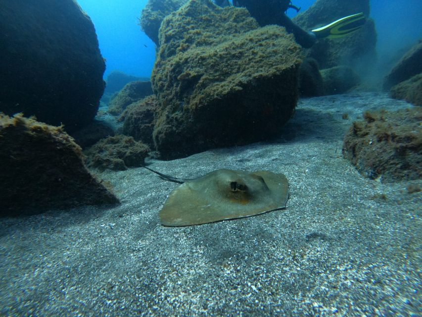 Abades: Tenerife Turtles and Rays Snorkeling Trip - Turtles and rays: how to think about sightings