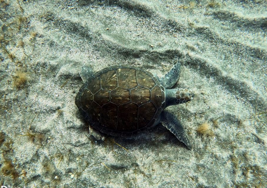 Abades: Tenerife Turtles and Rays Snorkeling Trip - Gear, group size, and why beginners often do well