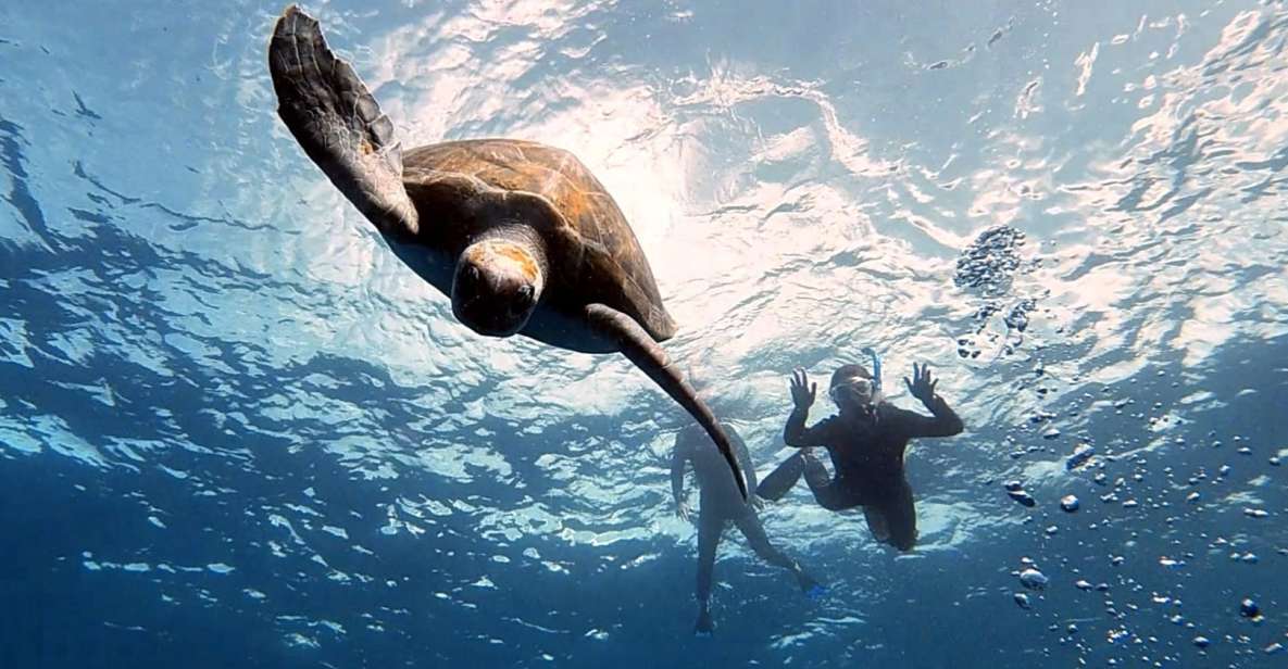 Abades: Tenerife Turtles and Rays Snorkeling Trip - Meeting at Magilu Bar and the sea-state shuffle