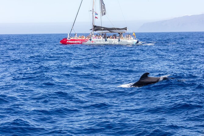 Adults Only Tenerife Freebird Whale Dolphin Catamaran with Lunch - Snorkelling gear and towel service: how to use your time well