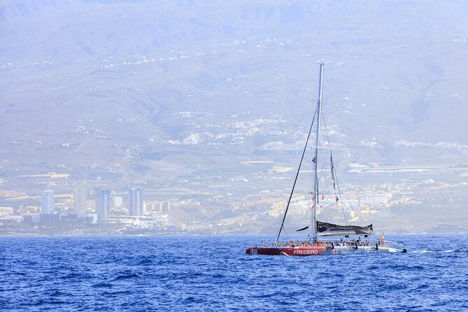 Adults Only Tenerife Freebird Whale Dolphin Catamaran with Lunch - Price and value: what $70.89 buys you in the real world