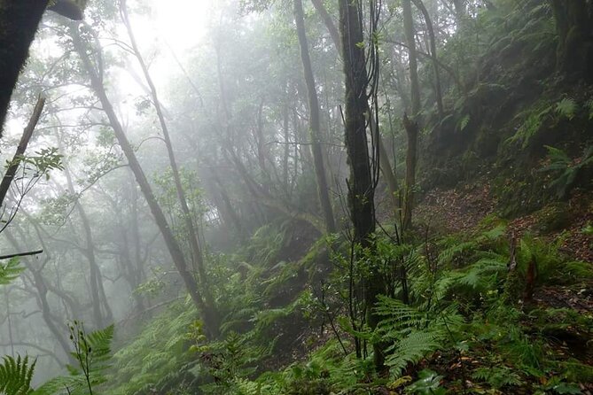 ANAGA: VIP tour: Forests, Peaks and Sea. - Why Anaga makes a great VIP outing from Santa Cruz