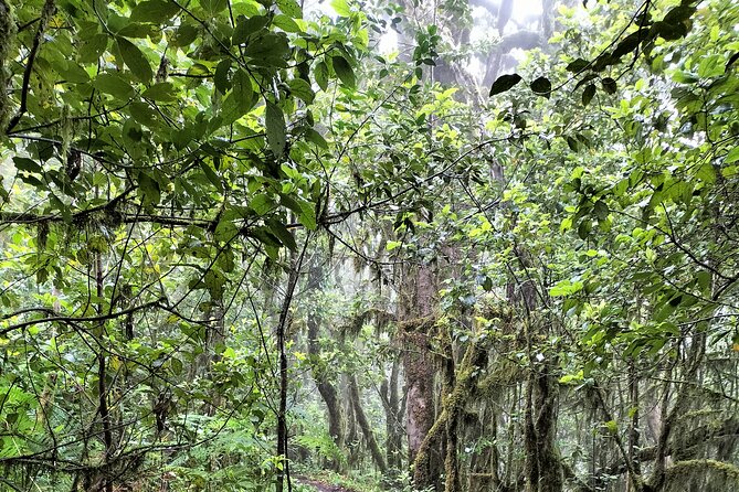 ANAGA: VIP tour: Forests, Peaks and Sea. - Timing, weather, and how to pack like a pro