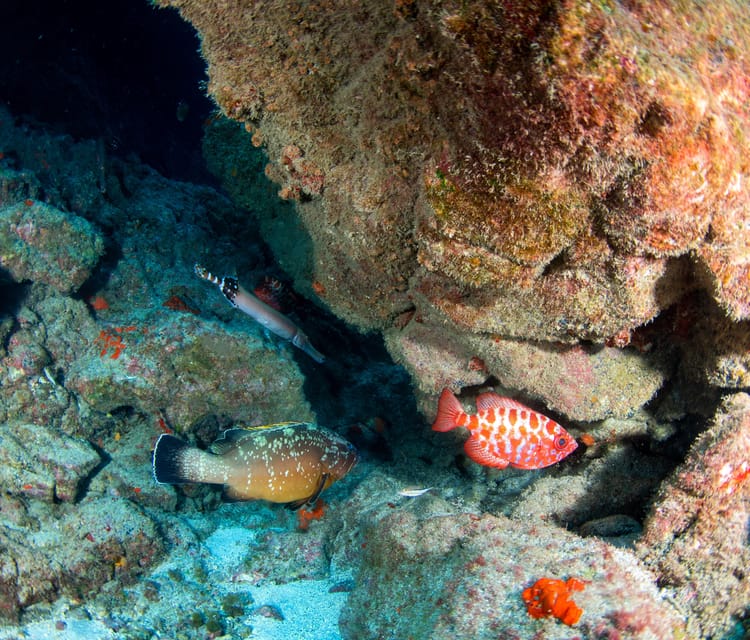 Beginner Scuba Dive with Scubapoint Tenerife in Turtle Area - First-time practice underwater: skills in a safe, controlled setup