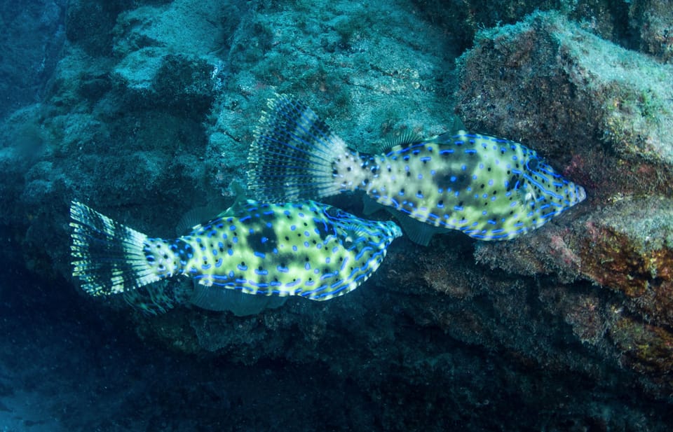 Beginner Scuba Dive with Scubapoint Tenerife in Turtle Area - The coaching style: why the instructors earn the high scores