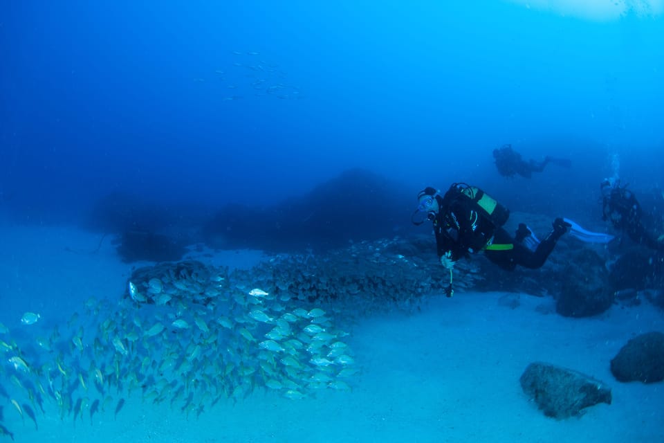 Beginner Scuba Dive with Scubapoint Tenerife in Turtle Area - Who should book—and who should skip it