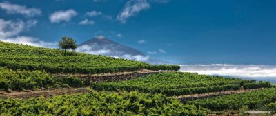 Bodegas Monje Winery Ticket w/Wine Tasting & Mojo Sauce Workshop - Winery tour first: what you’re seeing before the kitchen begins