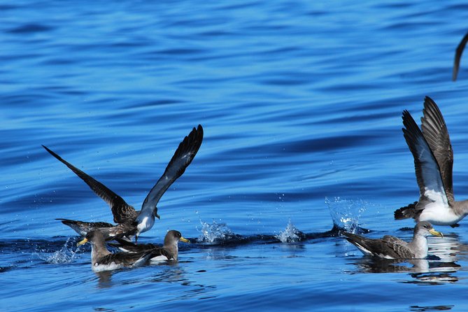 Costa Adeje | Cetacean sighting in Tenerife South - What You Might Spot Off Tenerife South (and What Those Species Mean)
