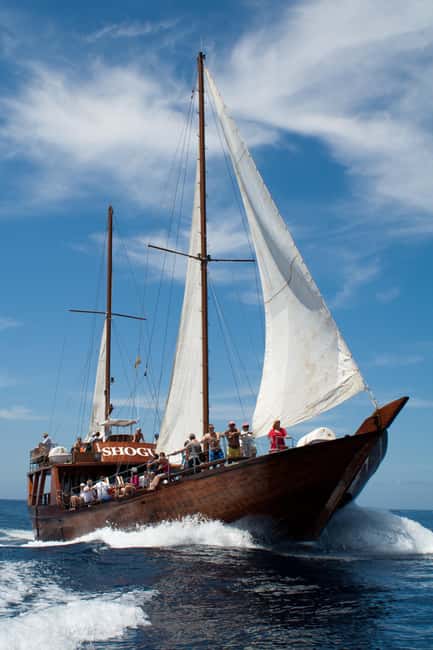 Costa Adeje: Respectful Whale-Watching Sailboat Tour & swim - Key things to know before you go