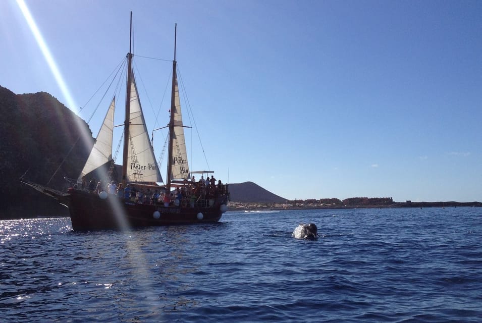 Costa Adeje: Respectful Whale-Watching Sailboat Tour & swim - Should you book the Neptuno Whale Experience Tenerife sail and swim?
