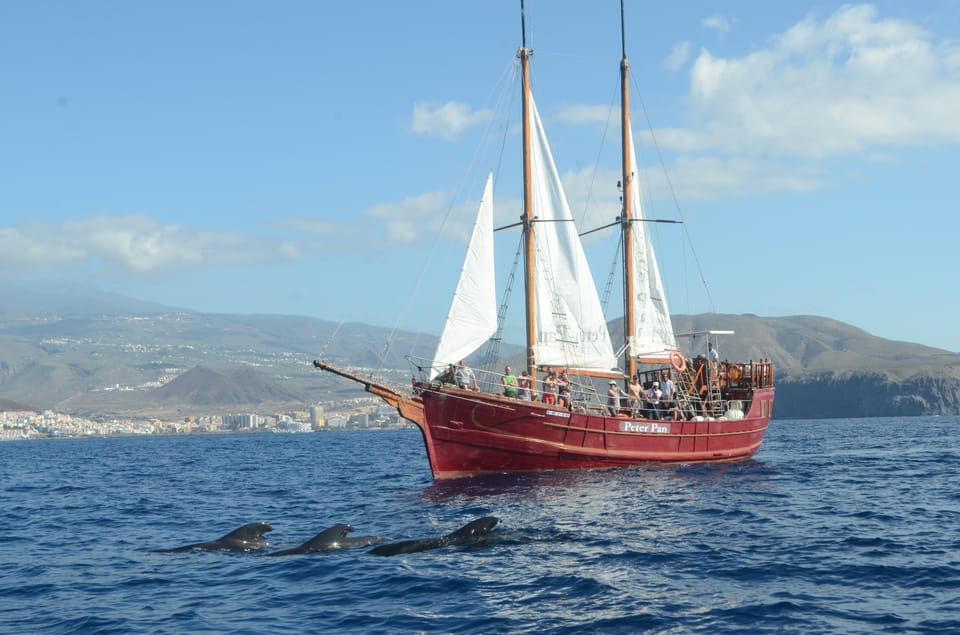 Costa Adeje: Respectful Whale-Watching Sailboat Tour & swim - The Costa Adeje swim stop: a quick refresh with a view
