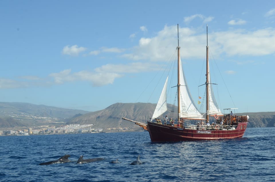 Costa Adeje: Respectful Whale-Watching Sailboat Tour & swim - Included food and drinks: is it worth $20?