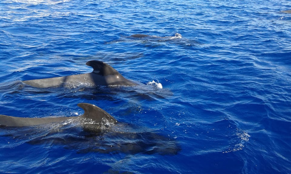 Costa Adeje: Respectful Whale-Watching Sailboat Tour & swim - Crew and service: friendly energy and good sighting help