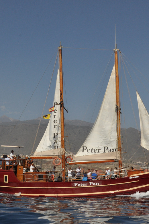 Costa Adeje: Respectful Whale-Watching Sailboat Tour & swim - Who this tour fits best (and who should think twice)