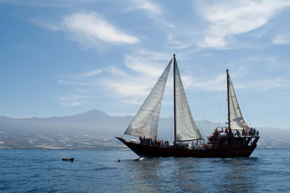 Costa Adeje: Respectful Whale-Watching Sailboat Tour & swim - Practical packing checklist for this 2-hour sail