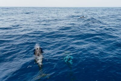 Costa Adeje: Whale Watching Catamaran Tour with Drinks - Catamaran sailing along Tenerife’s southwest coast