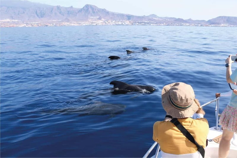 Costa Adeje: Whale Watching Eco Experience with Hydrophone. - Key points to know before you go