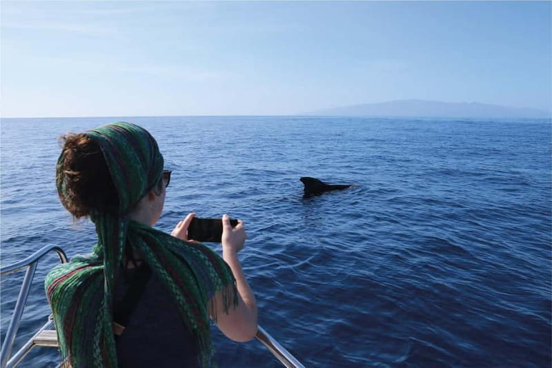 Costa Adeje: Whale Watching Eco Experience with Hydrophone. - Costa Adeje’s whale sanctuary: what makes this feel different