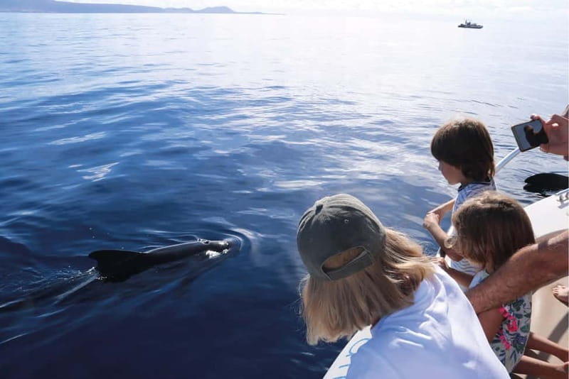 Costa Adeje: Whale Watching Eco Experience with Hydrophone. - What you might see: whales, dolphins, turtles, seabirds