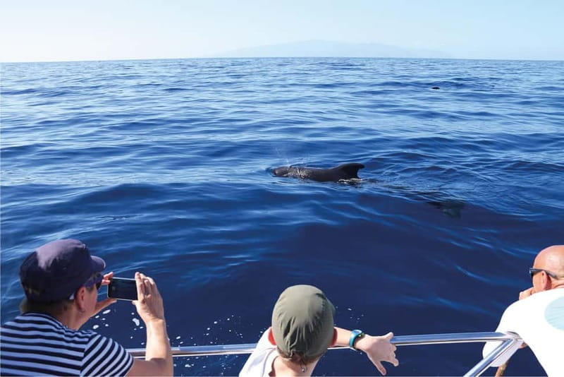 Costa Adeje: Whale Watching Eco Experience with Hydrophone. - How the 2.5 hours typically runs on the water