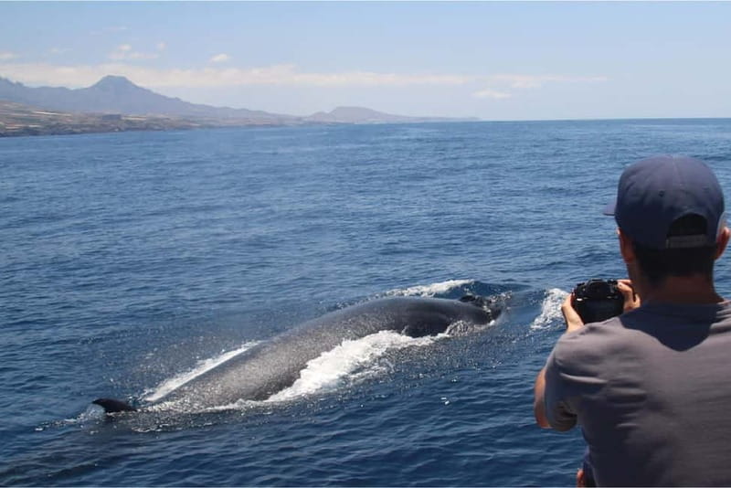 Costa Adeje: Whale Watching Eco Experience with Hydrophone. - Tips that make a real difference (not just boat-tips)