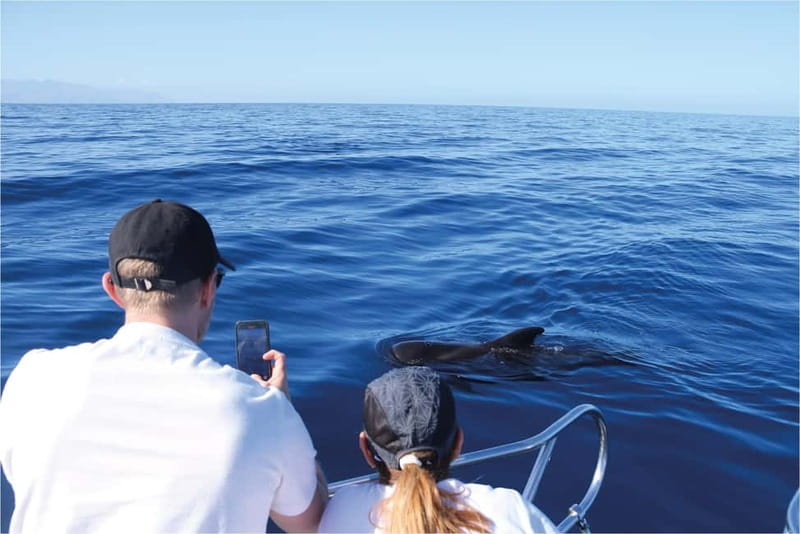 Costa Adeje: Whale Watching Eco Experience with Hydrophone. - Value for your time: why the small details matter