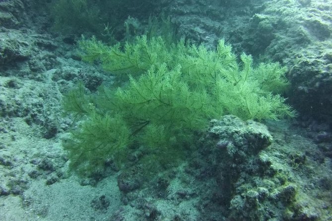 DEEP DIVING SPECIALITY - Discover a new world up to 40m depth ! - Where You Start in Tenerife (Las Galletas, Near the Marina)